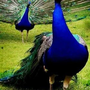 Meet your Posher, Marie-carm